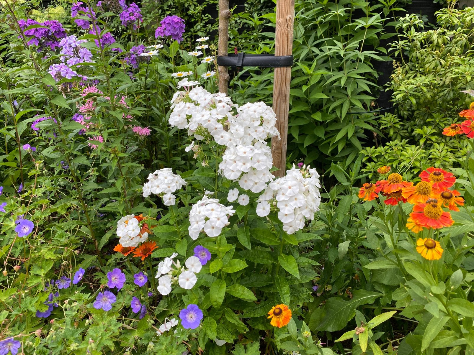 Witte Phlox, langbloeiend. Vaste tuinplant., Tuin en Terras, Vaste plant, Halfschaduw, Zomer, Ophalen