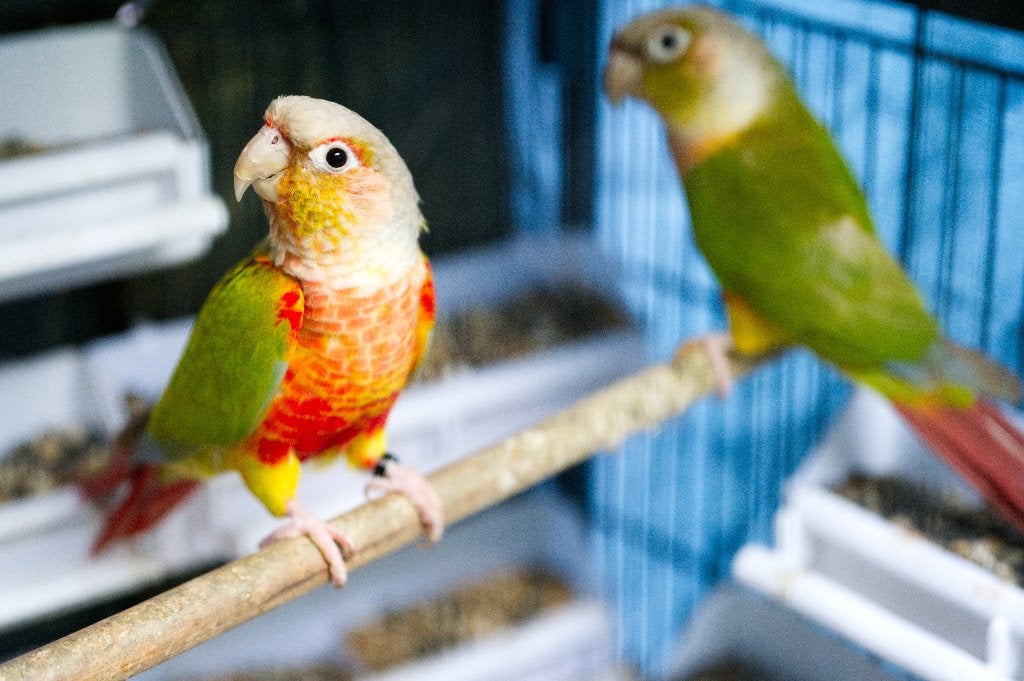 KweekKoppel Pyrrhura Molinae, Dieren en Toebehoren, Meerdere dieren, Parkiet, Geringd