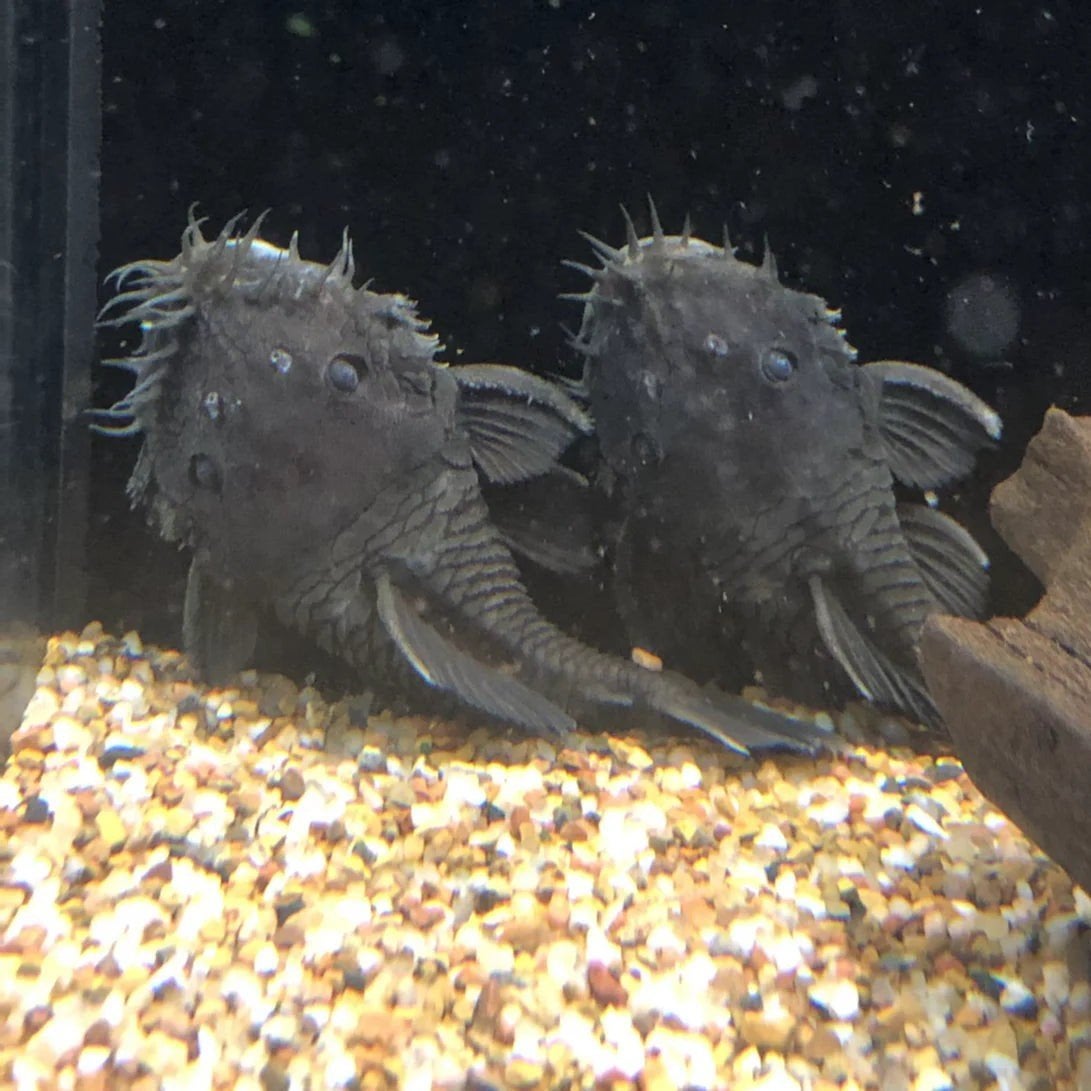 L034 Medusa pleco  1 man 2 vrouwen bewezen kweekgroep, Dieren en Toebehoren, Vissen | Aquariumvissen, Vis
