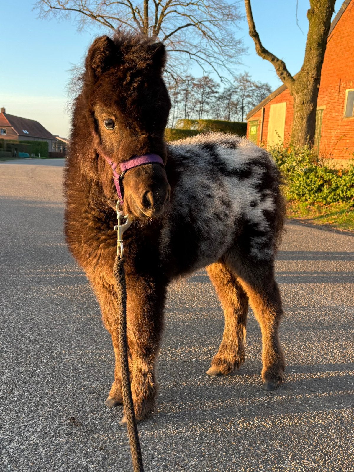 Te koop mooie Appaloosa pony, Dieren en Toebehoren, 0 tot 2 jaar, Hengst, A pony (tot 1.17m), Onbeleerd