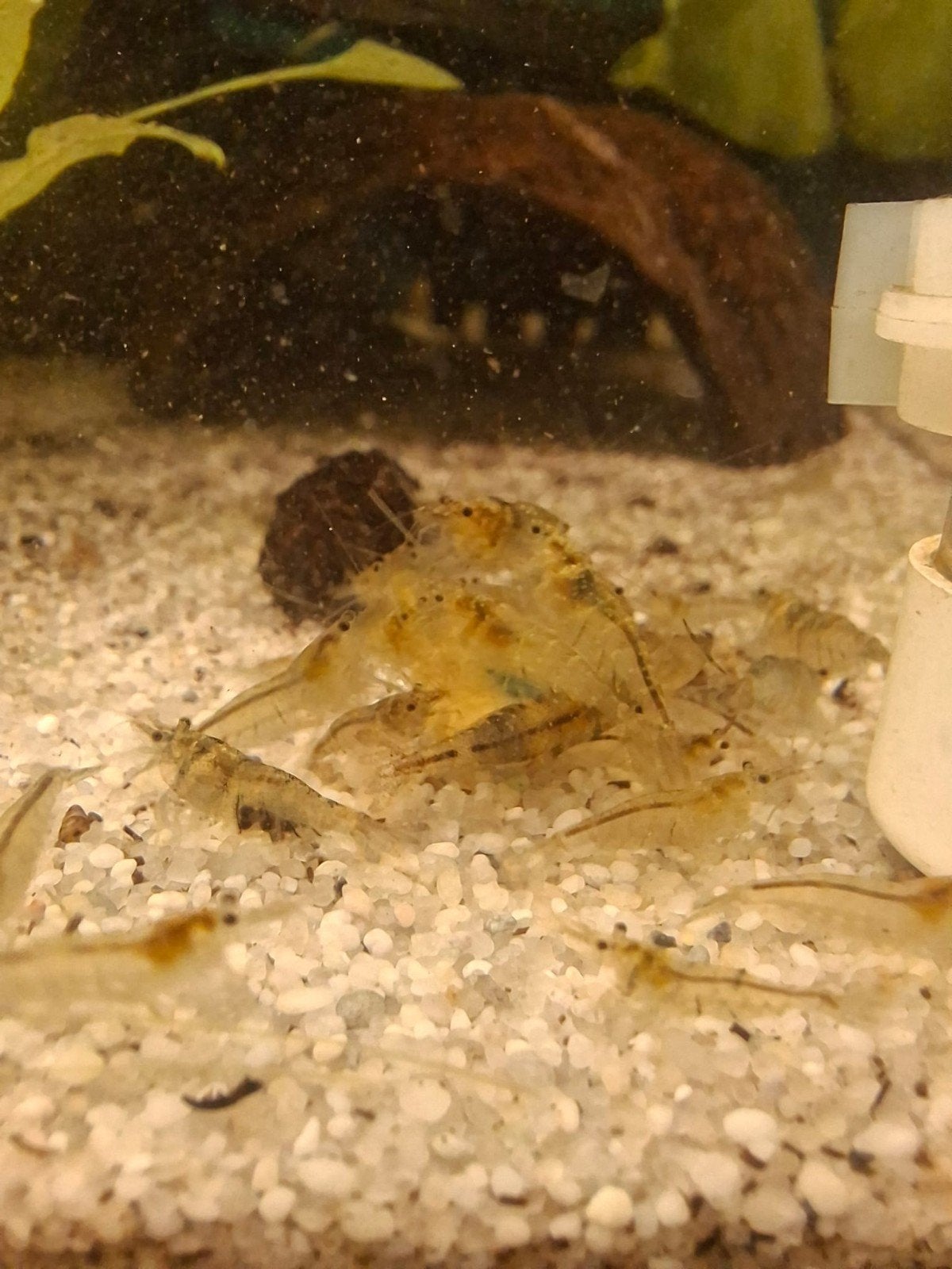 Mini Japonica Garnalen, Dieren en Toebehoren, Vissen | Aquariumvissen, Kreeft, Krab of Garnaal