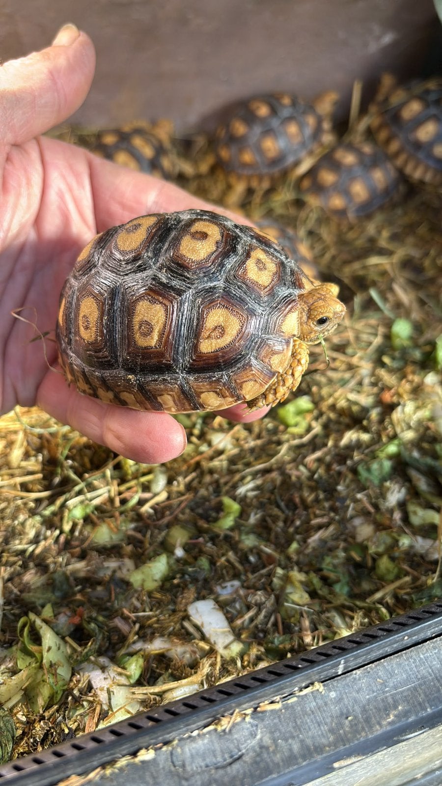 Leocata s schildpadden te koop, Schildpad