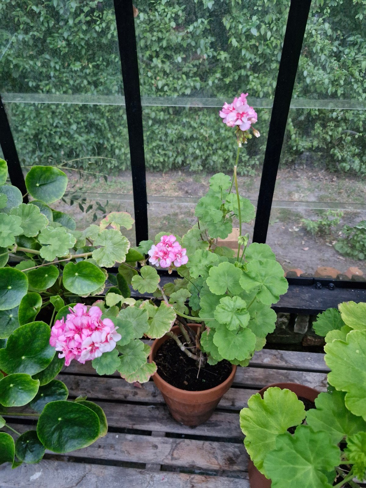 bijzondere geraniums !, Ophalen, Overige soorten, Volle zon