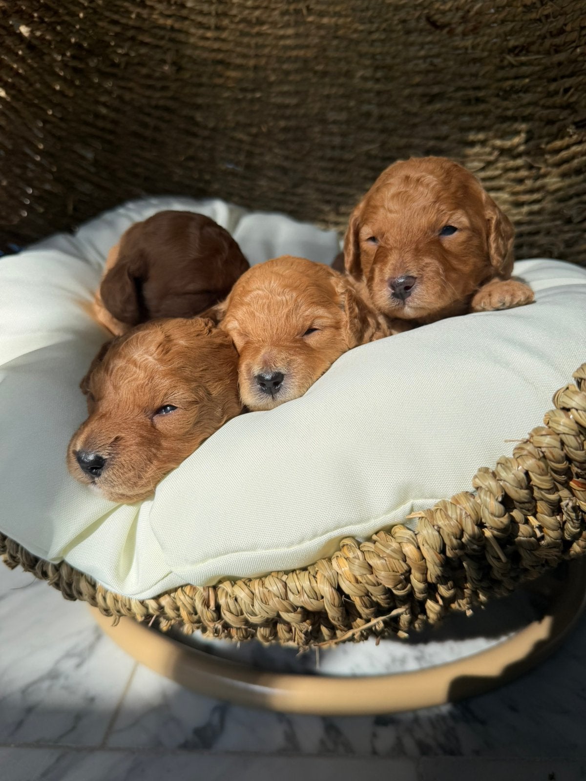 Mini mini labradoodle f5 30cm, Nederland, Overige rassen, 8 tot 15 weken, Meerdere