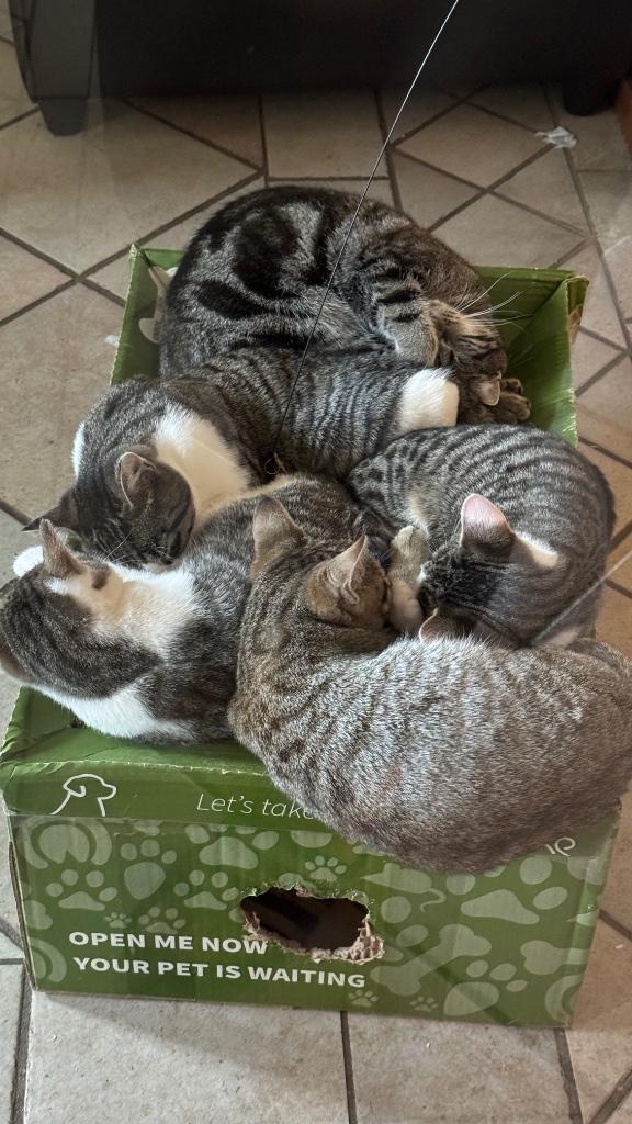 5 lieve ,sociale, ondernemende kittens, Meerdere dieren, Kortharig, 0 tot 2 jaar