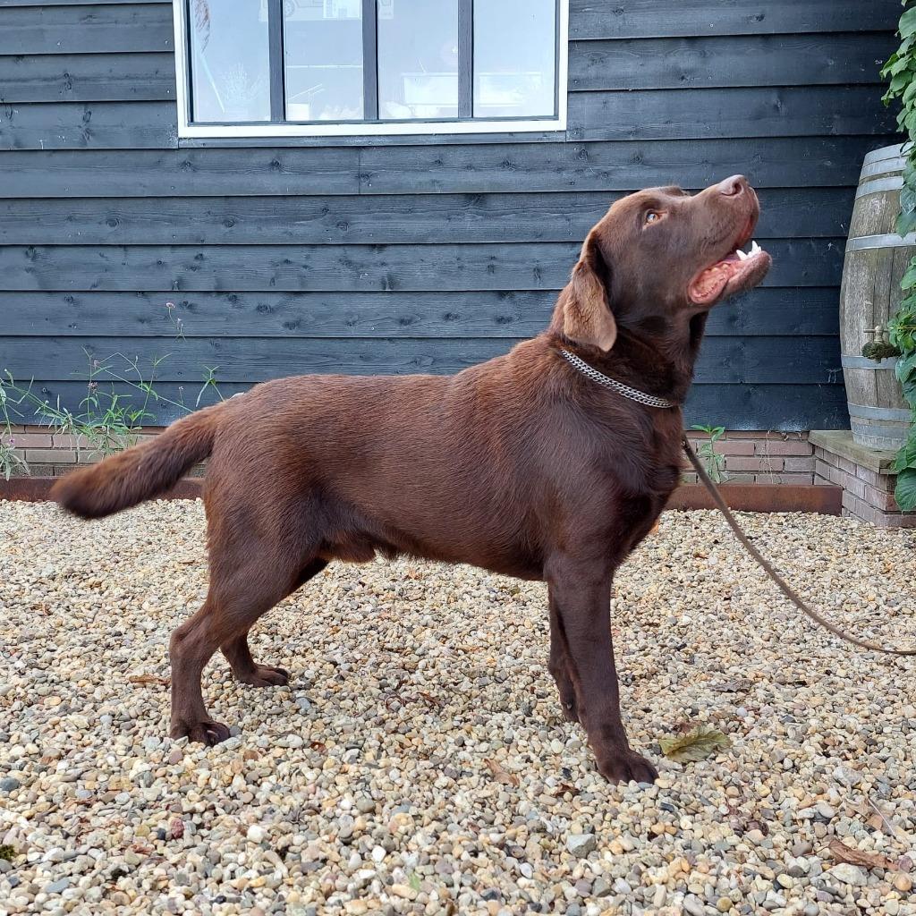 Prachtige labradorreu Chocoladebruin  met Stamboom, Dieren en Toebehoren, Reu, CDV (hondenziekte), 1 tot 2 jaar, Meerdere