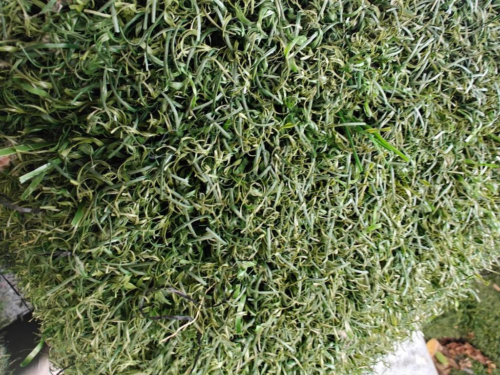 Volle rollen kunstgras 64x4 (256m2), Tuin en Terras, Gras en Kunstgras, Zo goed als nieuw, Kunstgras, 20 m² of meer, Ophalen