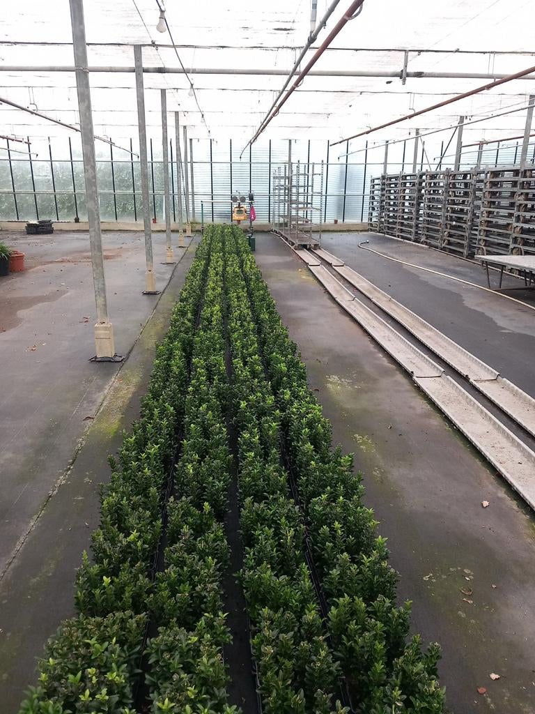 Buxus vervanger , Euonymus Green Spire . Te koop, Ophalen, Bloeit niet, Overige soorten, Volle zon