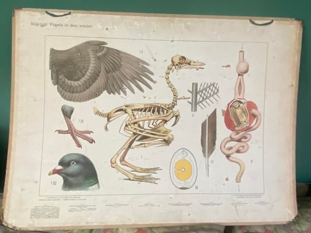 Dubbelzijdige vintage schoolplaat vogels/strand J.B. Wolters, Antiek en Kunst, Antiek | Schoolplaten, Natuur en Biologie, Ophalen of Verzenden