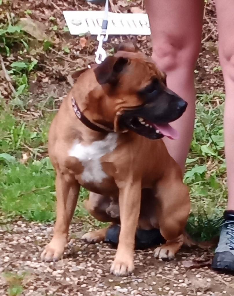 Staffordshire bull Terriër reu ter dekking Stafford engelse, Dieren en Toebehoren, 6 jaar of ouder, Parvo, Eén hond, Nederland