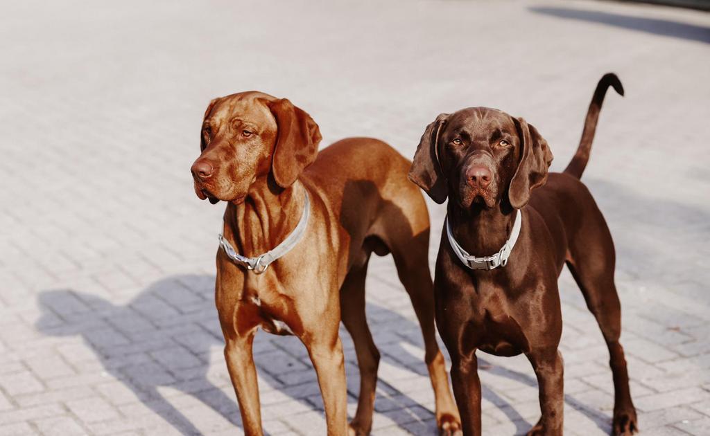 Ervaren Vizsla Dekreu, 6 jaar of ouder, Reu, Eén hond, Nederland