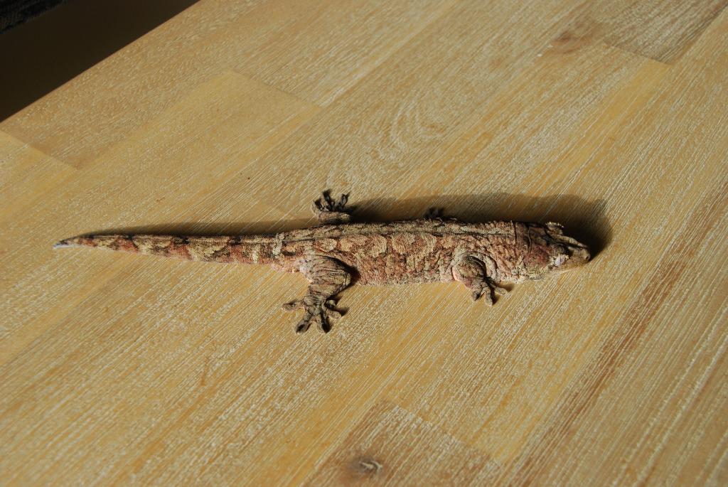 Diverse gekko's te koop, Hagedis, 0 tot 2 jaar
