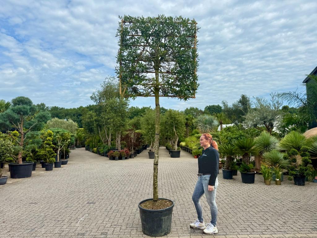 Groenblijvende steeneik 20/25 leiboom - Quercus ilex te koop
