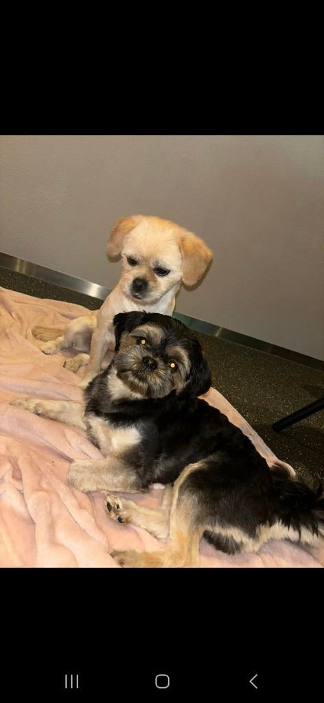 Ervaren Dekreu Shih-tzu (HOND IS NIET TE KOOP), Rabiës (hondsdolheid), Reu, Eén hond, 3 tot 5 jaar