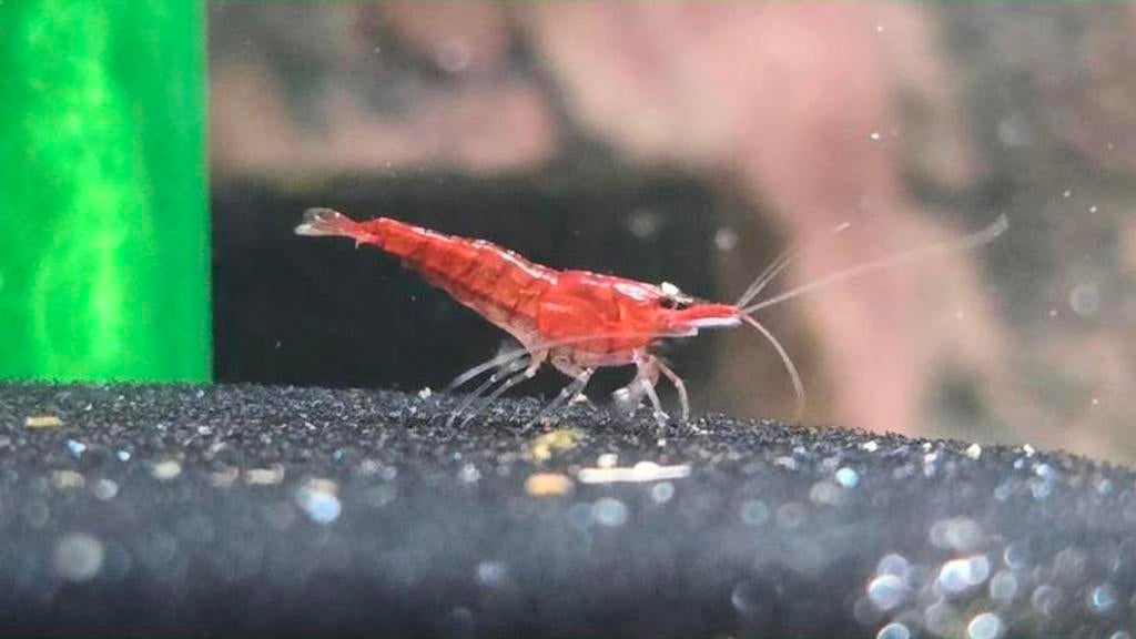 Noecaridina Red Cherry garnaaltjes(Vuurgarnaal), Dieren en Toebehoren, Vissen | Aquariumvissen, Kreeft, Krab of Garnaal