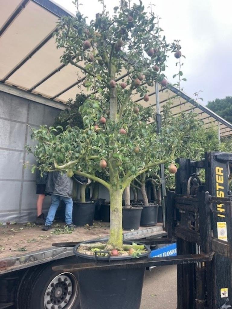 Oude Perenbomen, 'Doyenne de Comice' Vanaf € 129,50, Ophalen, Lente, Volle zon, Perenboom