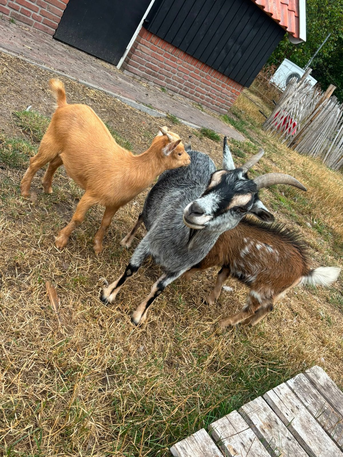 Mooie lieve geit met jonge bok en geit, Dieren en Toebehoren, Vrouwelijk, Geit