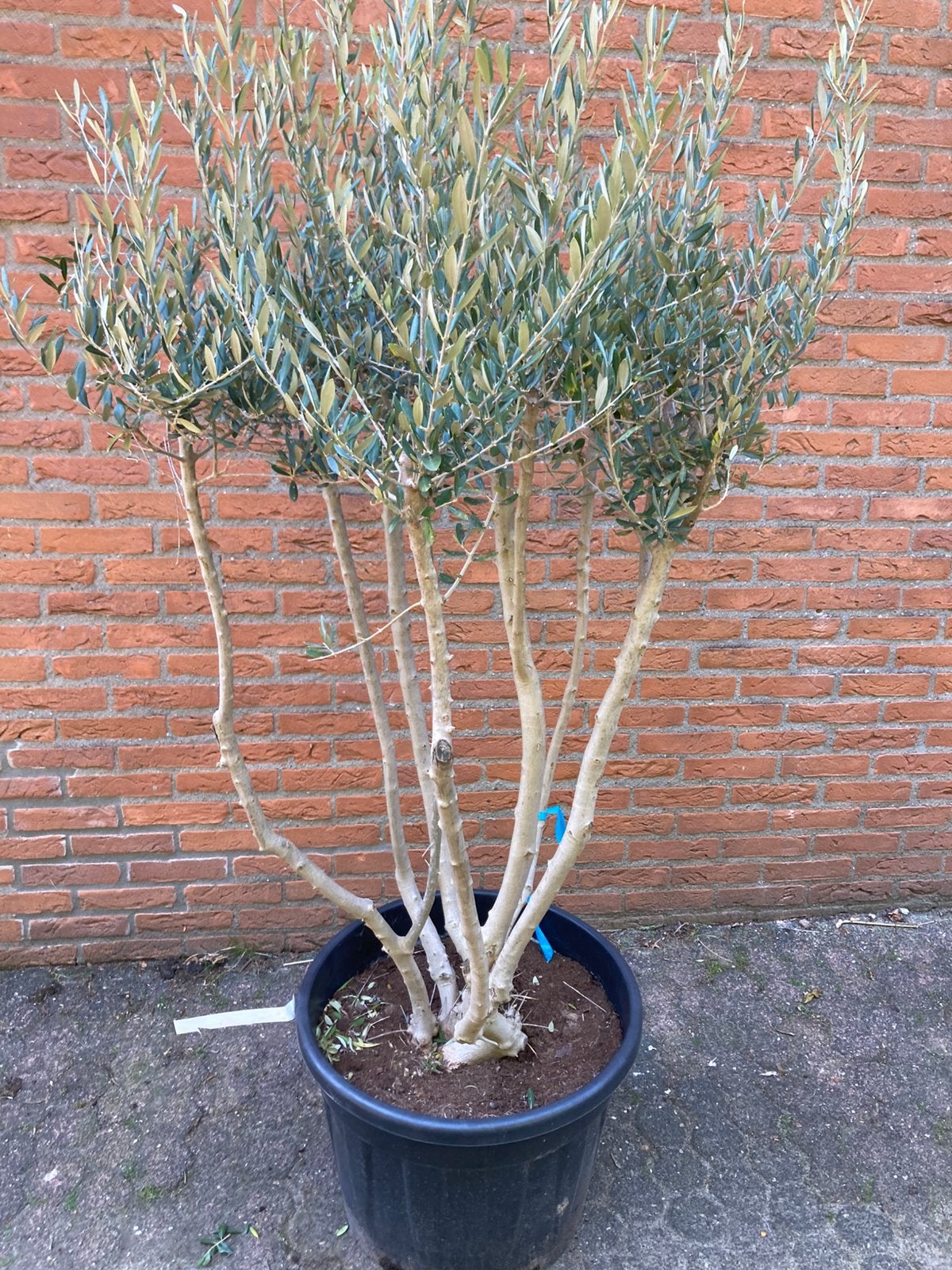Vertakte olijfboom 180 cm, 100 tot 250 cm, Olijfboom, Zomer, Ophalen