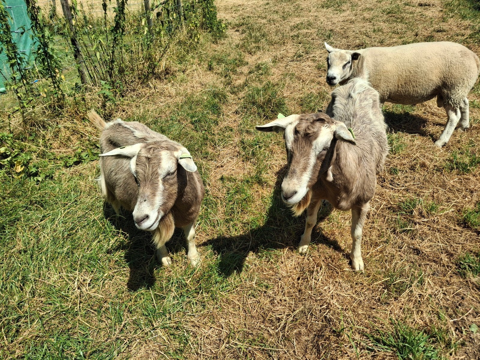 2 Toggenburger geiten, Dieren en Toebehoren, Schapen, Geiten en Varkens, Vrouwelijk, Geit