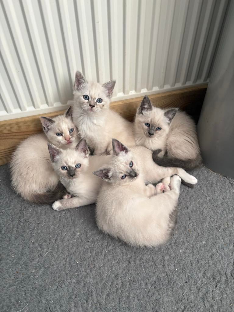 Ragdoll x Britsekorthaar kittens, Dieren en Toebehoren, Meerdere dieren, 0 tot 2 jaar