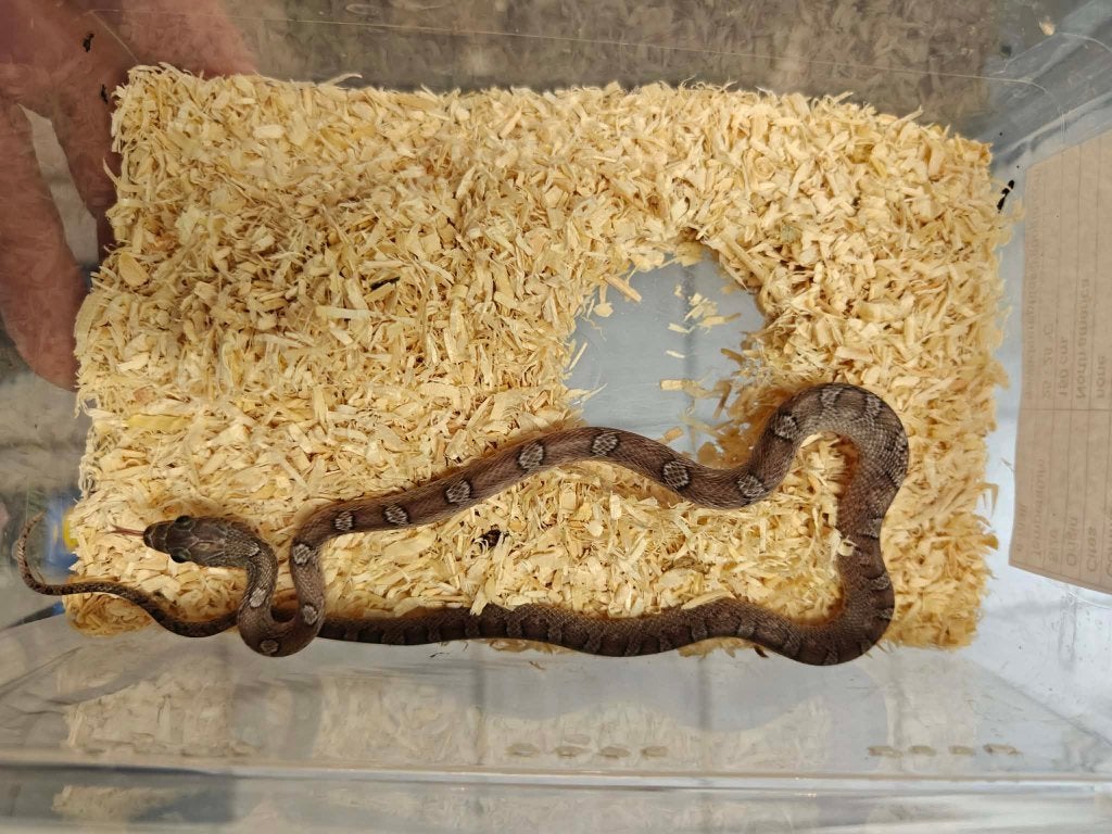 Rattenslang pewter Rat Snake photo 2