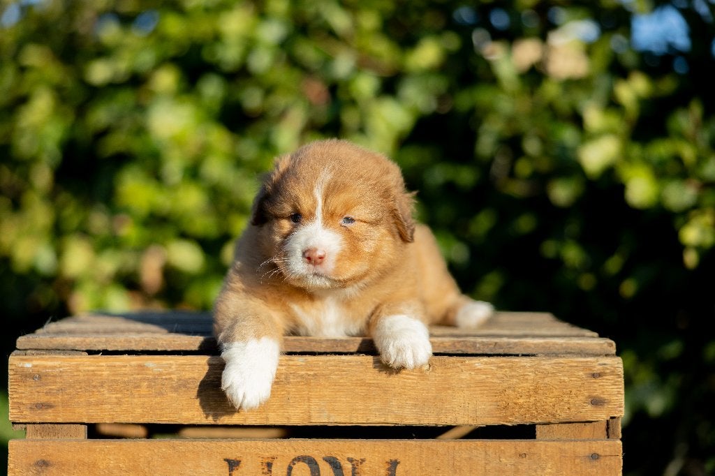 Gesocialiseerde Toller x Australian shepherd pups, Overige rassen, CDV (hondenziekte), 8 tot 15 weken, Meerdere