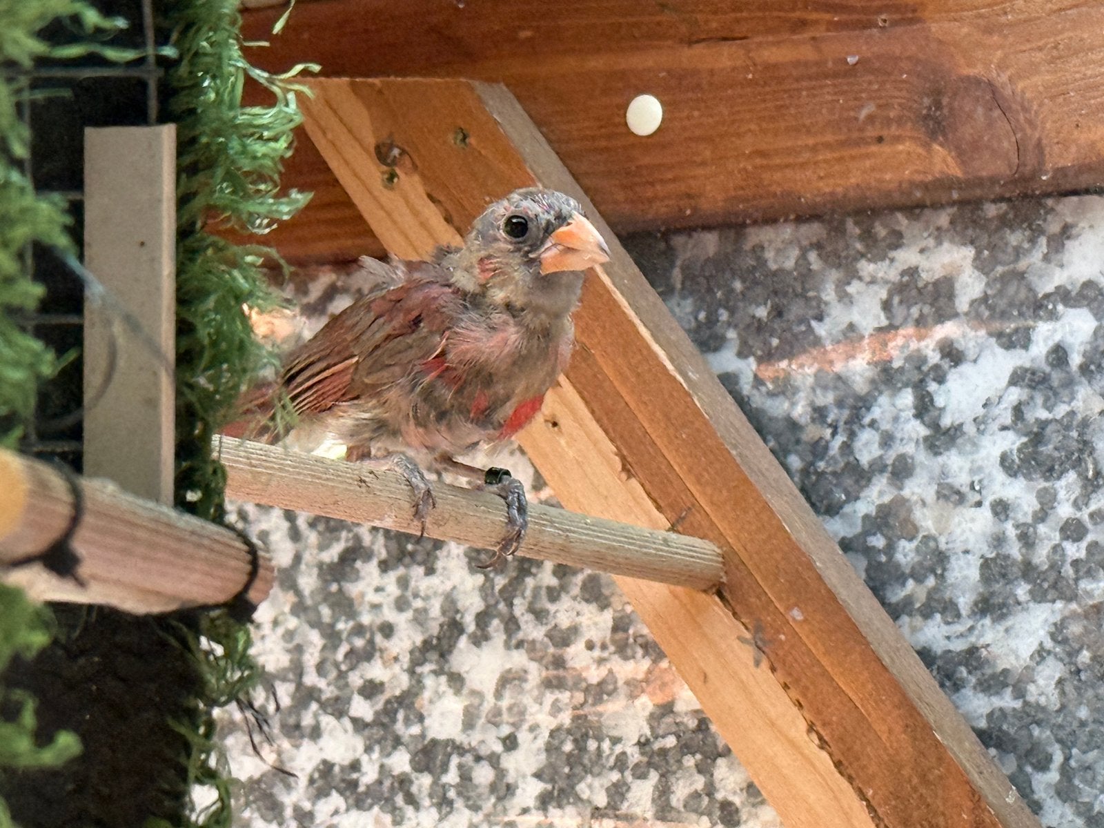 Rode kardinaal man, Dieren en Toebehoren, Vogels | Overige Vogels, Mannelijk, Geringd
