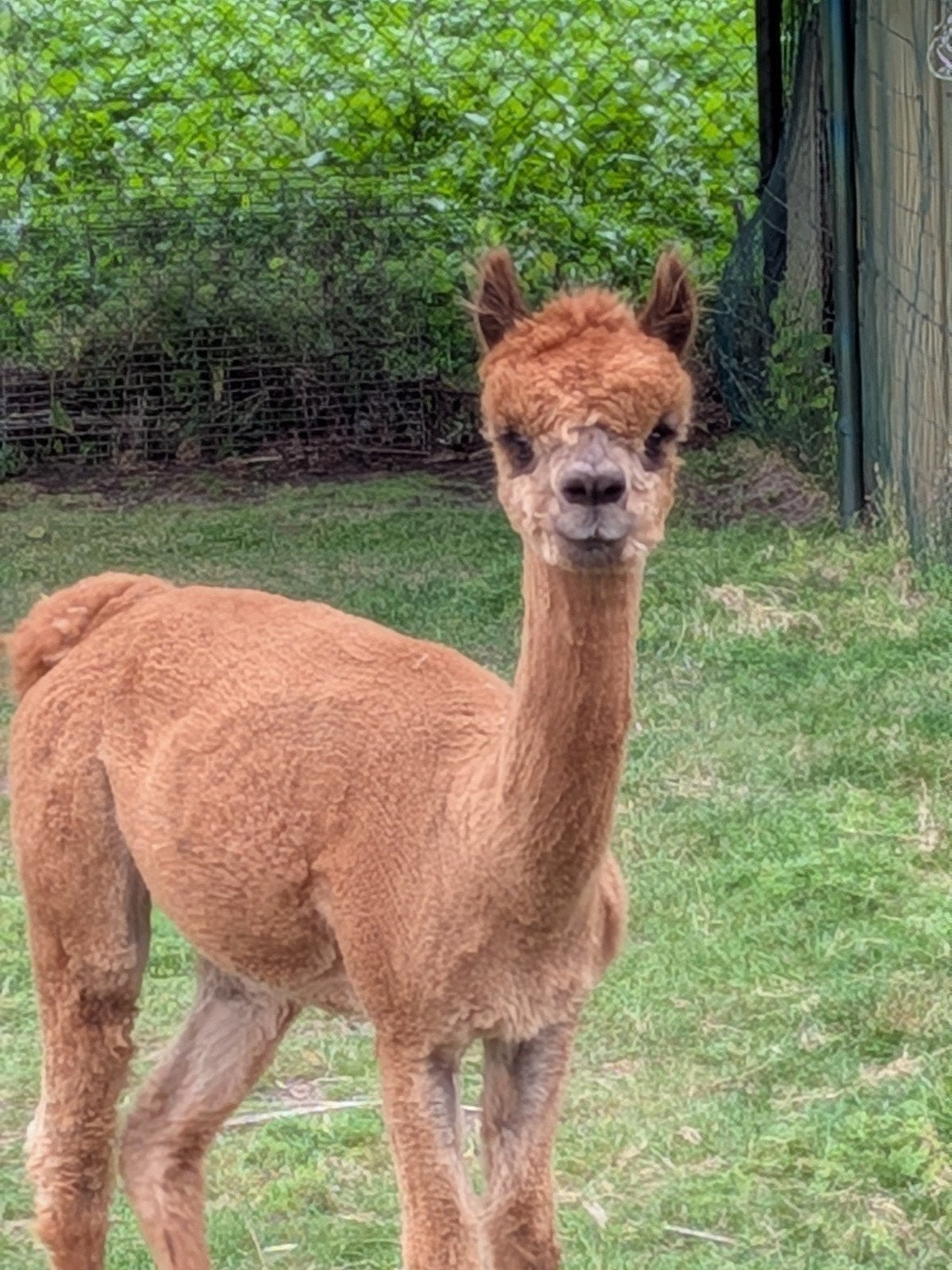 Te koop; Alpaca., Dieren en Toebehoren, Juni, Vrouwelijk