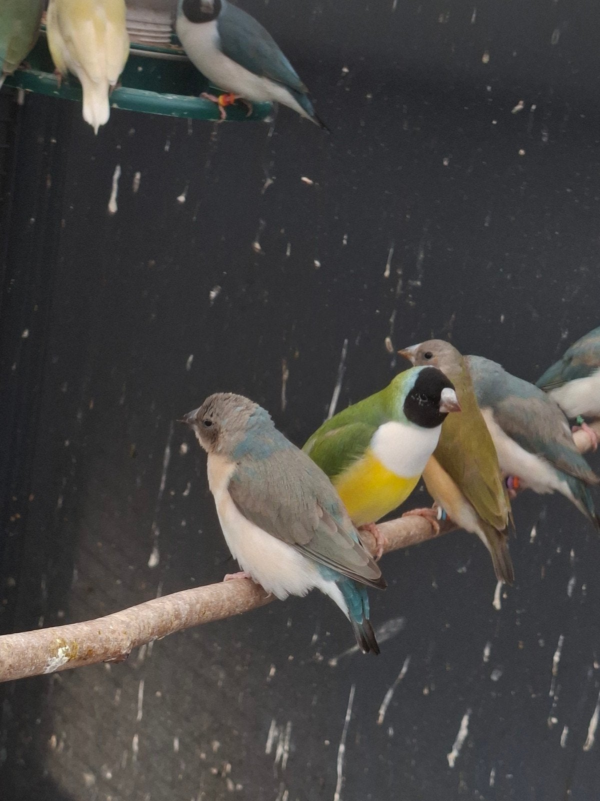 gouldamadine pop, Dieren en Toebehoren, Vrouwelijk, Tropenvogel, Geringd