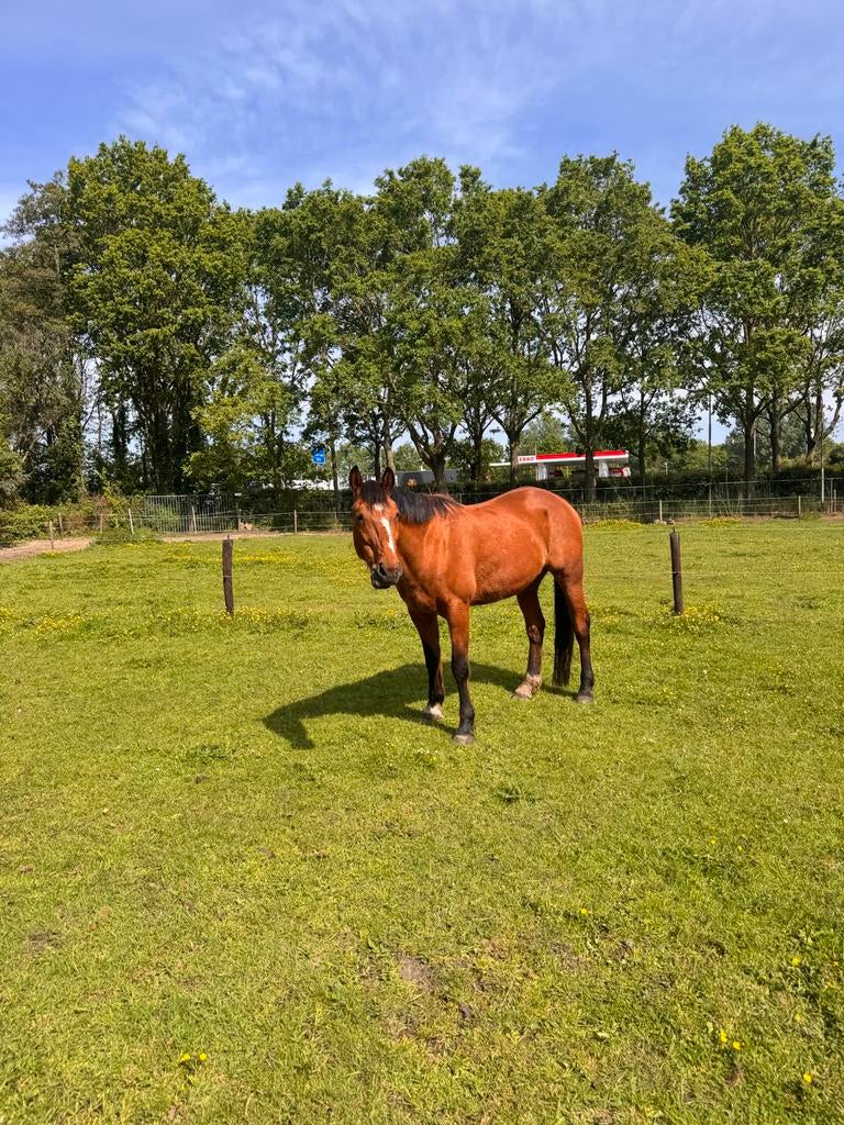 Grote Franse Draver., Dieren en Toebehoren, Ruin, Recreatiepaard