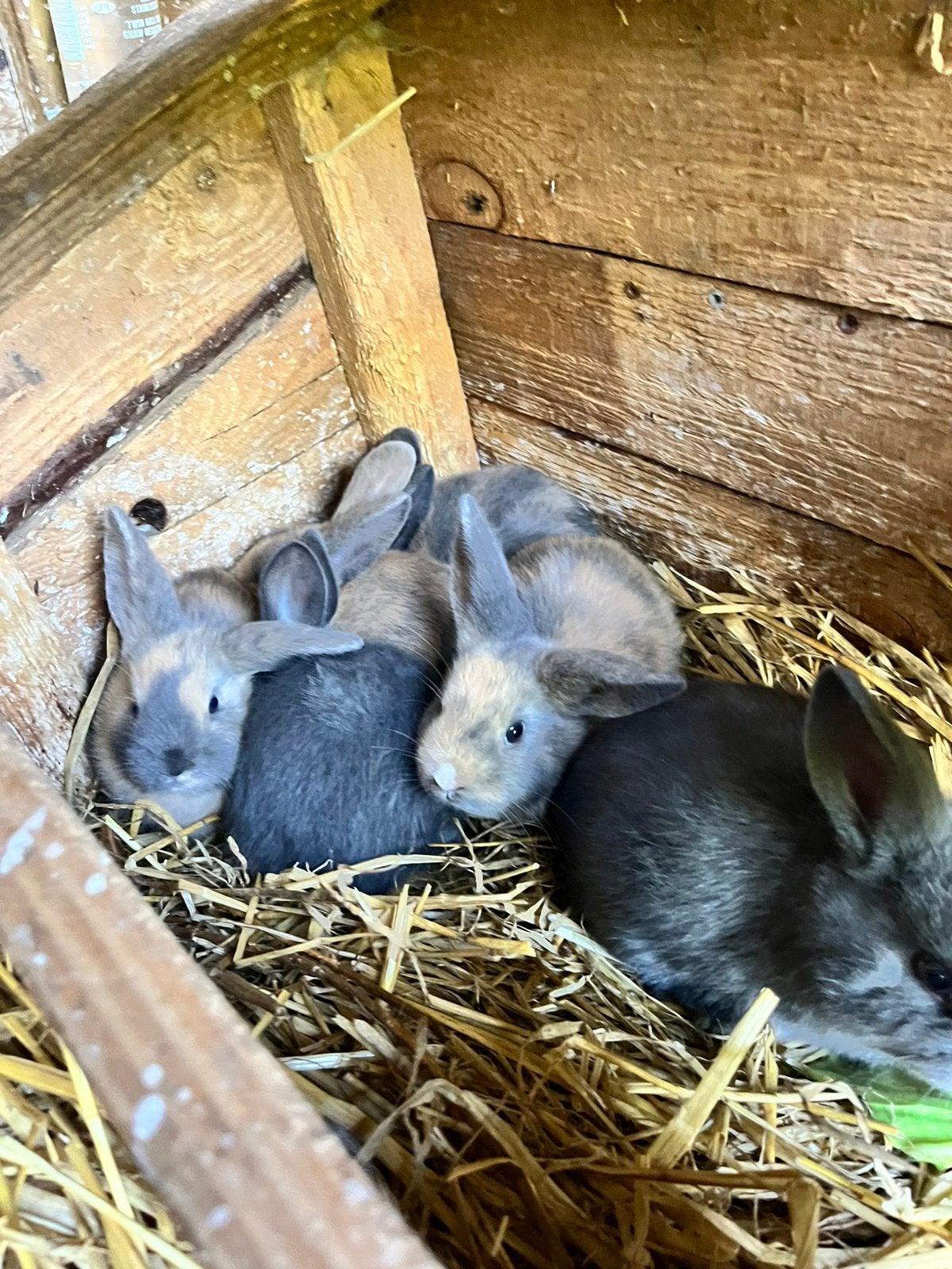 Konijnen, Dieren en Toebehoren, Meerdere dieren, Hangoor