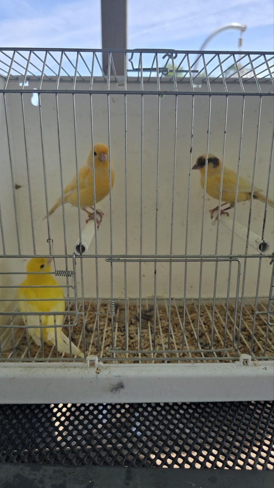3 Kanaries, Dieren en Toebehoren, Vogels | Kanaries, Meerdere dieren, Kleurkanarie