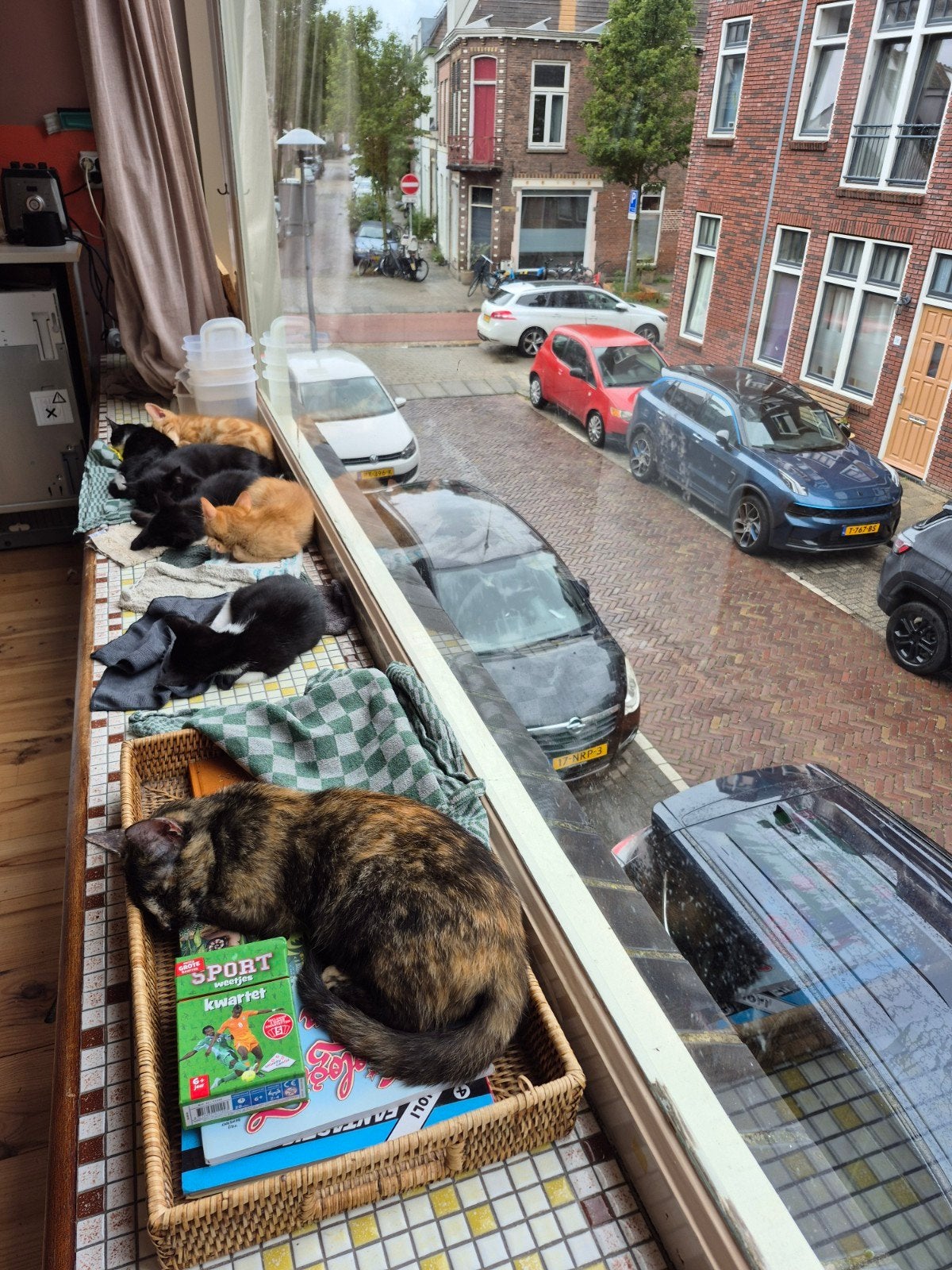 kittens, Dieren en Toebehoren, 0 tot 2 jaar