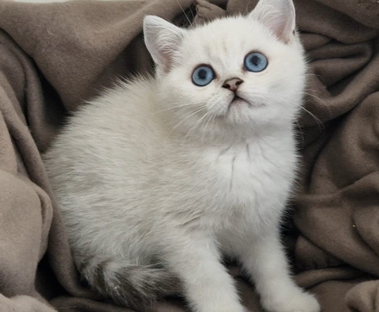 Britse korthaar kittens, Kater, Ontwormd, 0 tot 2 jaar