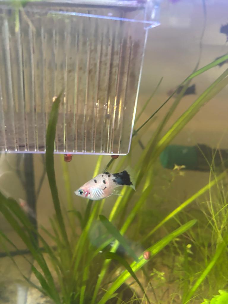 Rasechte Panda Platy’s (Zeldzaam!), Dieren en Toebehoren, Vis