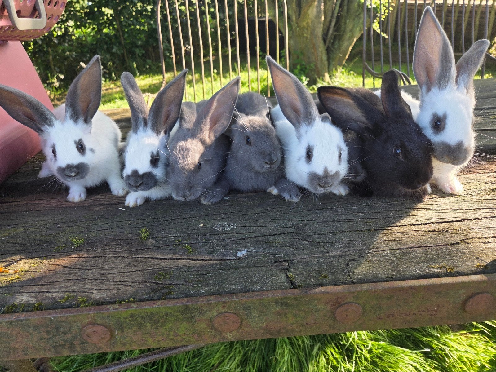 Prachtige jonge reuzen te koop., Meerdere dieren, Groot