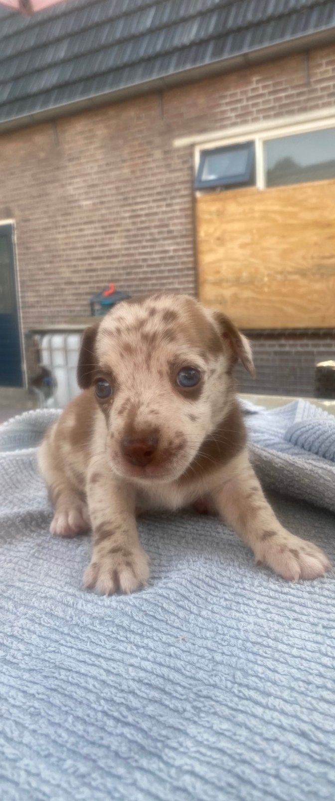 Jack Russel pups, Parvo, Jack Russell Terriër, 8 tot 15 weken, Meerdere