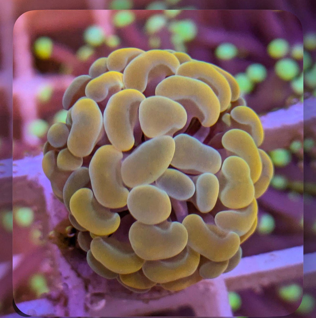 Euphyllia paraancora Gold 24K, Dieren en Toebehoren, Ophalen