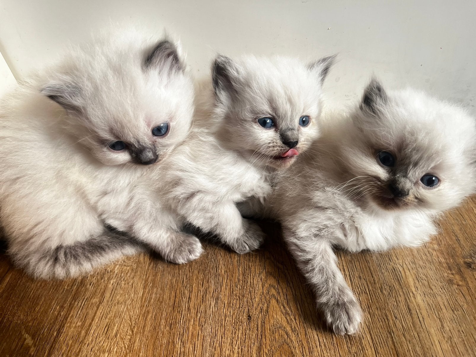 100 % ragdoll kittens katertjes en poesjes.  Blue mitted ., Dieren en Toebehoren, Katten en Kittens | Overige Katten, Langharig