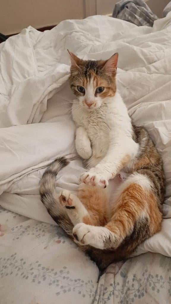 2 zeer lieve kittens(v) gesterilis./chip/getest/ontwormd/9mn, Dieren en Toebehoren, Katten en Kittens | Overige Katten, Poes, Kortharig