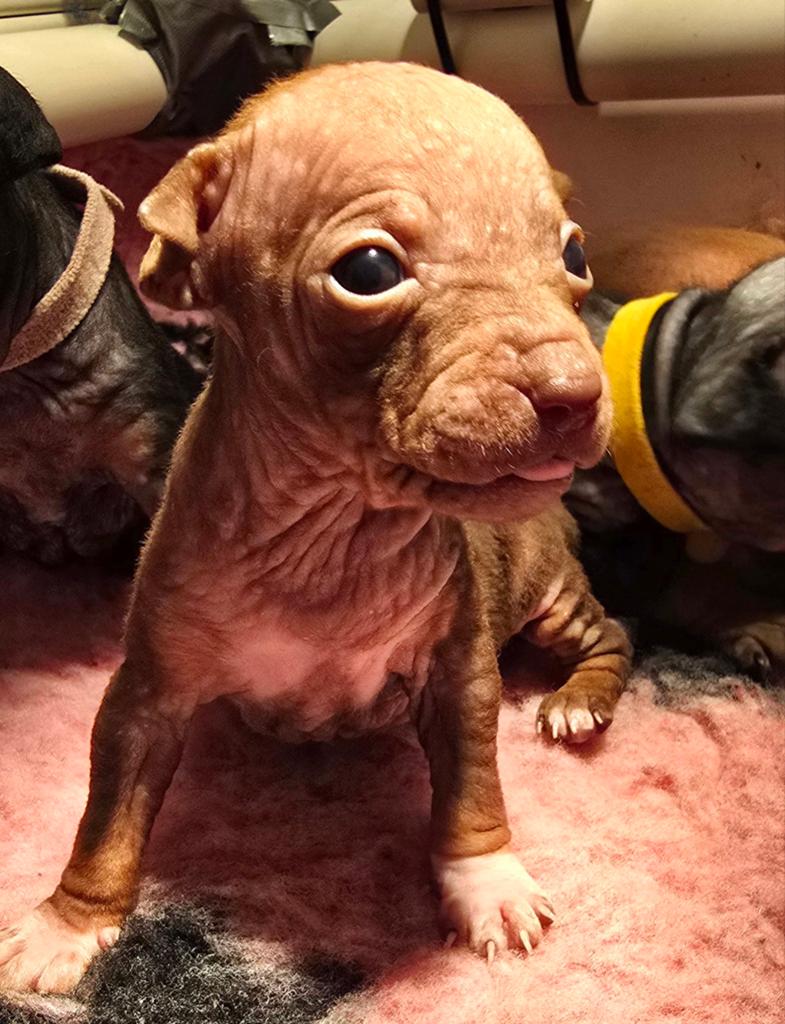 American Hairless Terriër/ Amerikaanse Naakthond, Overige rassen, 8 tot 15 weken, Meerdere, Meerdere dieren