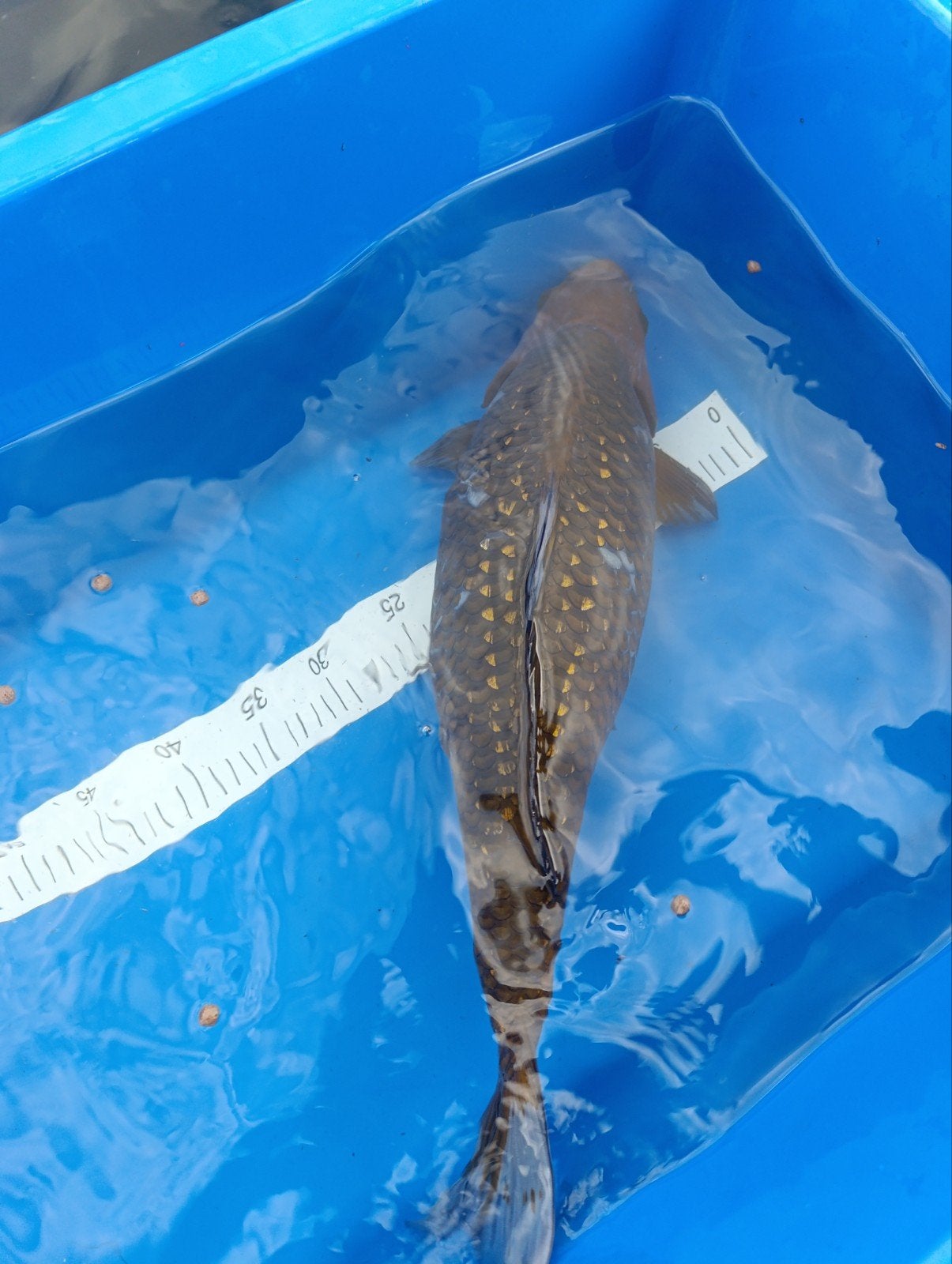 koi karper 55cm, Dieren en Toebehoren, Vis