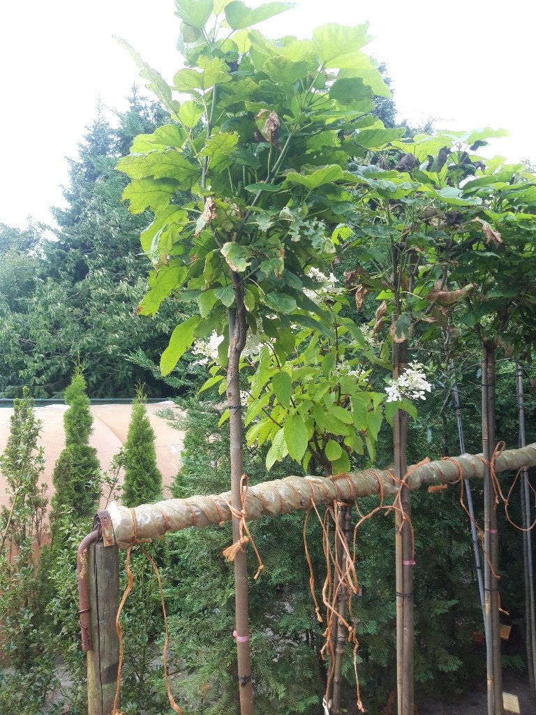 Catalpa bign. Nana op 150 cm stam in pot, Tuin en Terras, Bloeit niet, 100 tot 250 cm, Ophalen, Volle zon