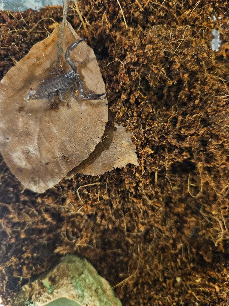 Hetrometrus Silenus Aziatische Bosschorpioen, Dieren en Toebehoren, Insecten en Spinnen, Spin of Schorpioen