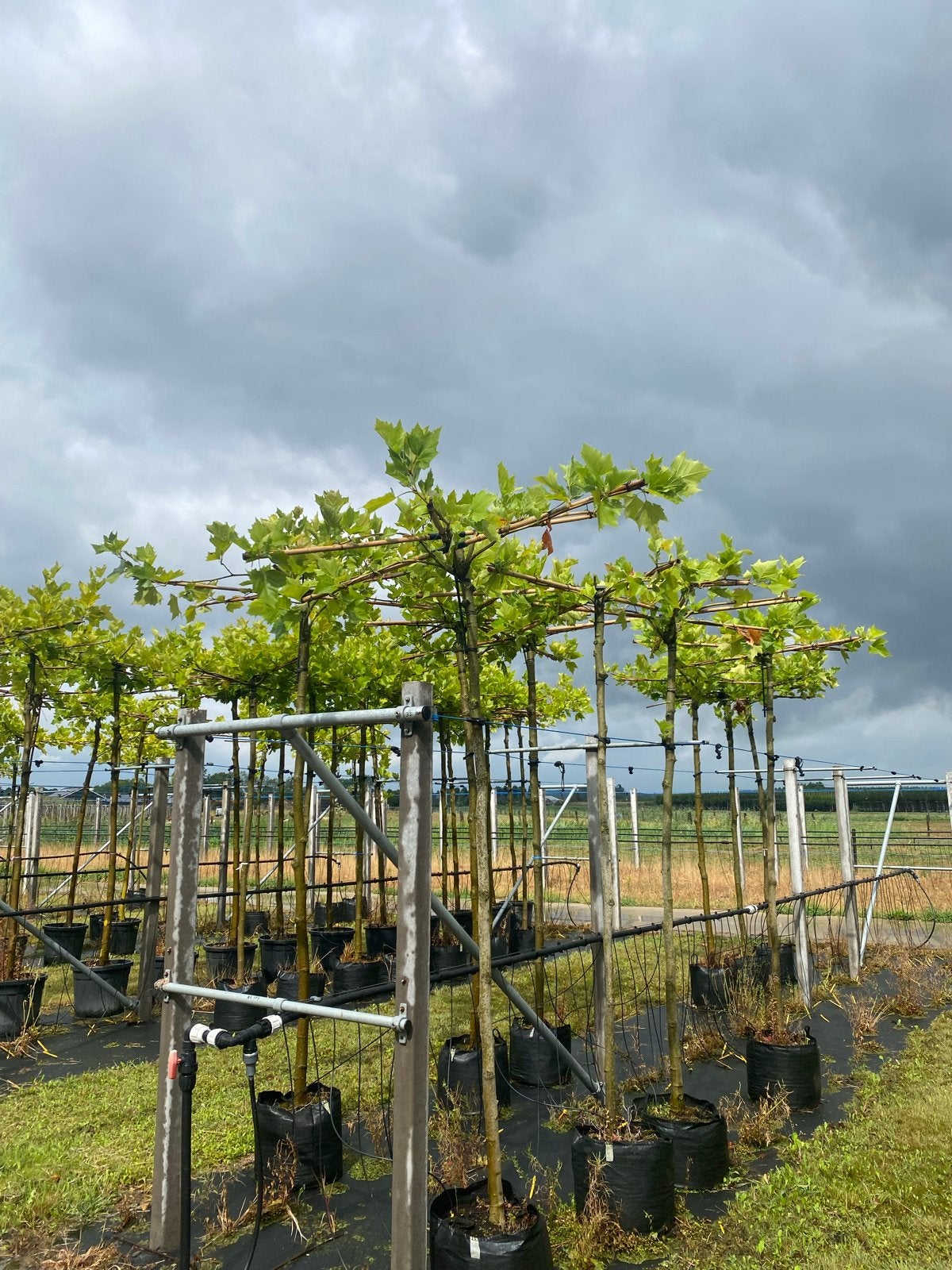 Dakplataan - Prachtige bomen voor uw tuin, Bloeit niet, Ophalen of Verzenden, Dakboom, 250 tot 400 cm