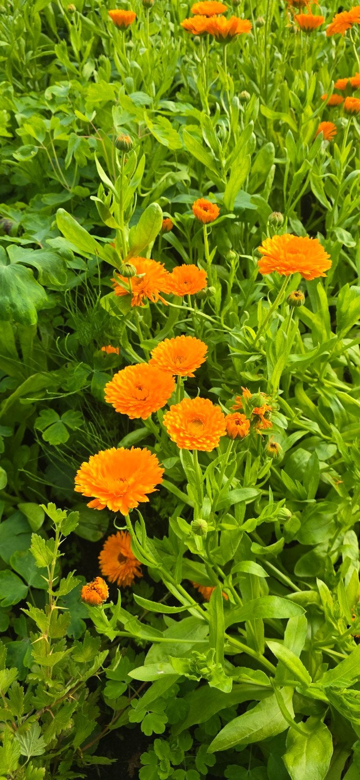 Goudsbloem (Calendula officinalis) - Oranje bloemen, Ophalen of Verzenden, Overige soorten, Volle zon