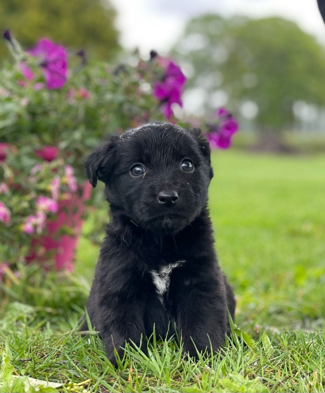 Fries Stabij pups x Golden Retriever pups uit stamboomlijn, Dieren en Toebehoren, Nederland, Overige rassen, 8 tot 15 weken, Meerdere