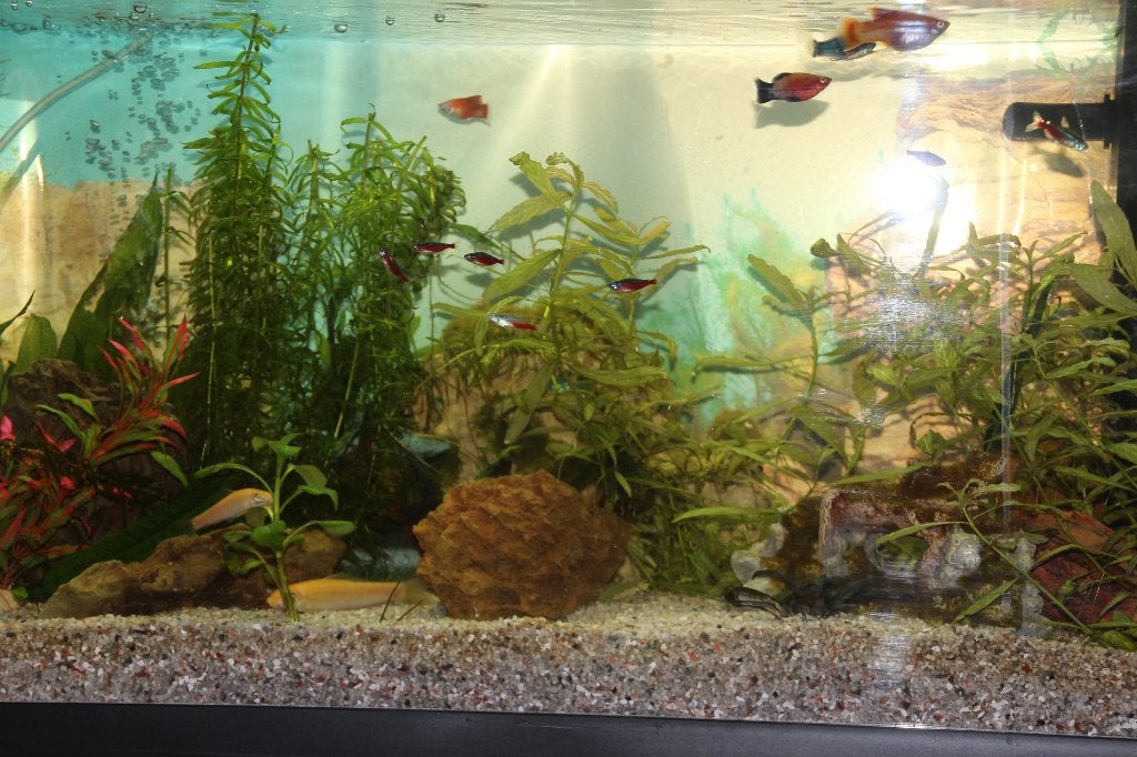 Aquarium 110 Ltr, Dieren en Toebehoren, Vissen | Aquaria en Toebehoren, Ophalen, Gebruikt, Inclusief vissen, Leeg aquarium