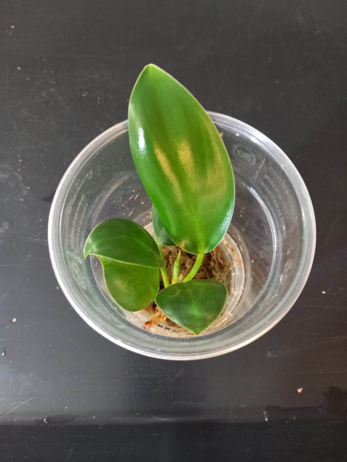 Philodendron Red Moon, Ophalen of Verzenden, Halfschaduw, Minder dan 100 cm