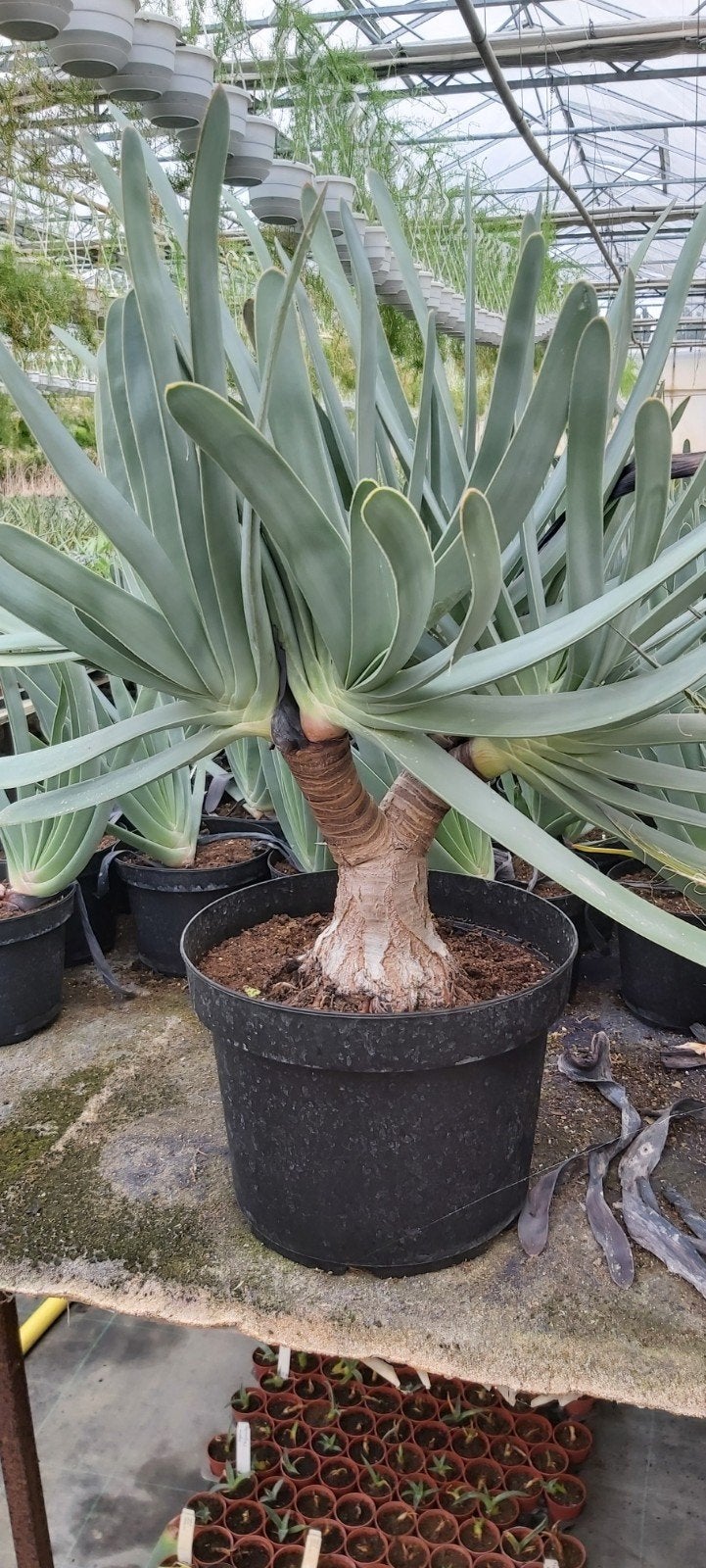 Diverse Succulenten en Cactussen - Unieke Collectie, Overige soorten, Volle zon, Vaste plant, Ophalen of Verzenden